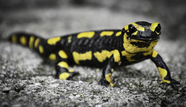 Wie ich meine Feuersalamander-Phobie nach Jahrzehnten hinterfragte