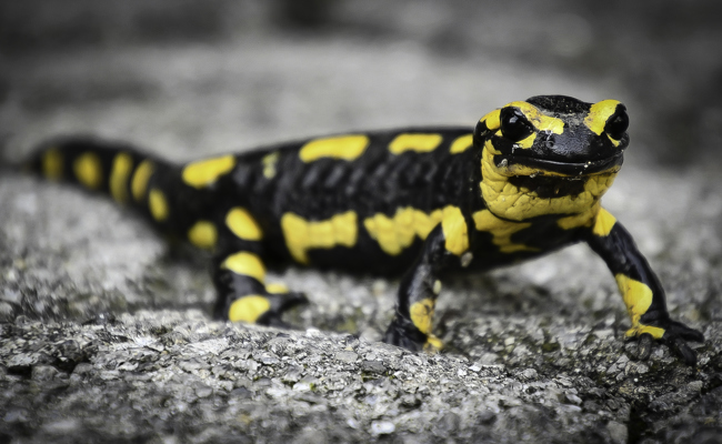 Wie ich meine Feuersalamander-Phobie nach Jahrzehnten hinterfragte