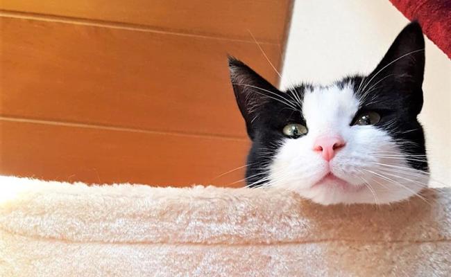 Diese Katze beklaut die Nachbarschaft