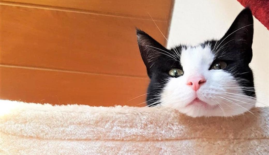 Katze Pepper bringt die unterschiedlichsten Sachen mit nach Hause.