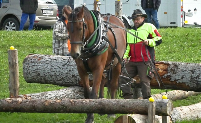 Holzrücker und Gespanne in Kriessern an der harten Arbeit