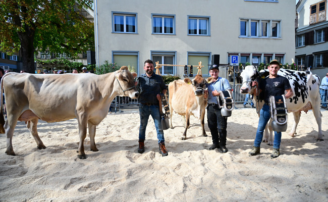 Tango, Lili und Baluma werden in Altstätten zu den neuen Missen gekürt