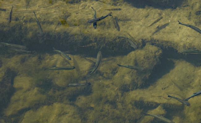 Auch Fische leiden unter Hitze