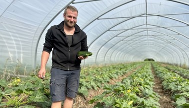 Immer wieder: Frecher Ernteklau frustriert Rheintaler Bauern