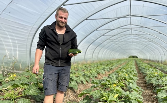 Immer wieder: Frecher Ernteklau frustriert Rheintaler Bauern
