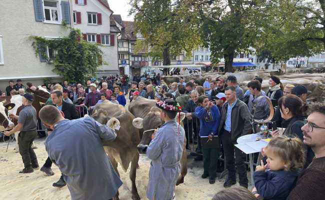 Viehschau auf der Breite: Kuh ist eben nicht gleich Kuh