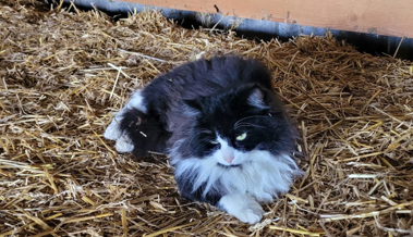 Besitzer findet entlaufenen Kater wieder dank «Fahndungsbild» in der Lokalzeitung