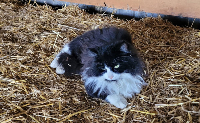 Besitzer findet entlaufenen Kater wieder dank «Fahndungsbild» in der Lokalzeitung