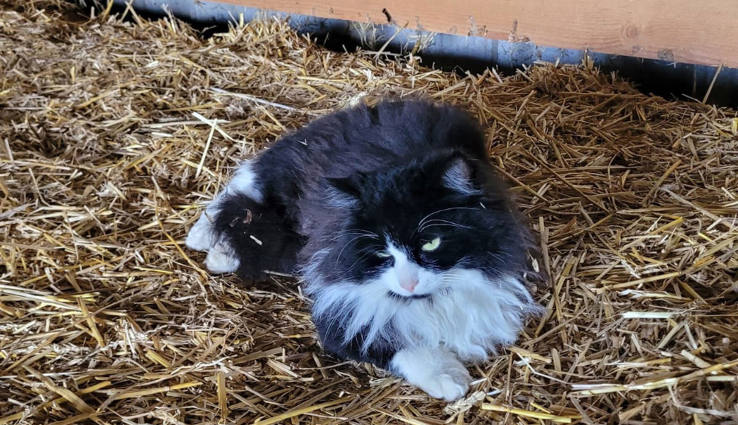 Der Kater wurde anhand des Zeitungsbildes von seinem Besitzer entdeckt und konnte nach Hause zurück kehren.