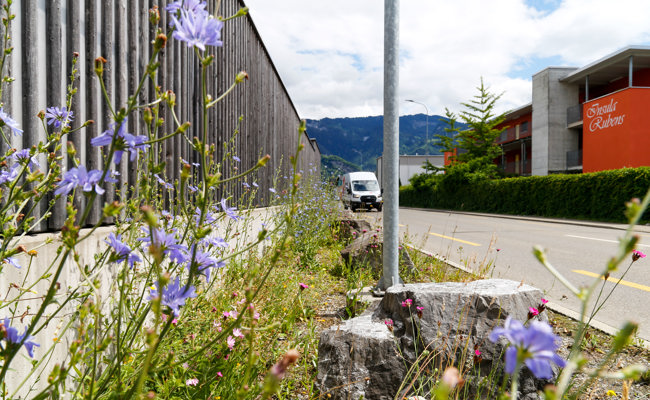 Jeder Quadratmeter zählt: Das St. Galler Rheintal soll grüner werden