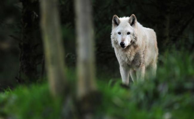 Ungenügender Schutz: Wolf reisst Schaf auf Weide in Gonten