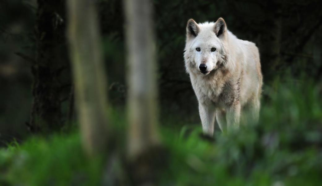 Ungenügender Schutz: Wolf reisst Schaf auf Weide in Gonten