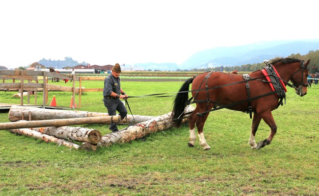 Geschicklichkeit von Mensch und Pferd: 80 Prozent des Holzrückens ist Physik