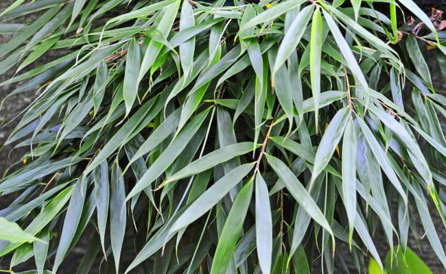 Gartentipp: Bambus im Wind