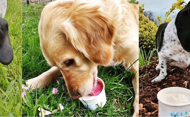 Leckerli für den Hund bestellen