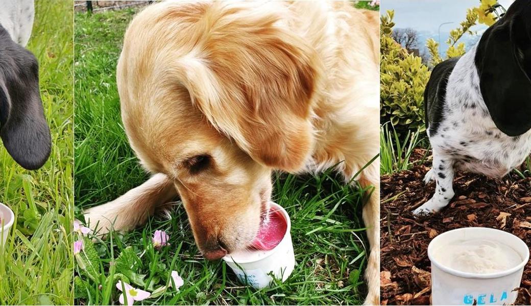 Eine Kostprobe zeigt: Werden Hunde mit Glace verwöhnt, schlecken sie, bis der Becher leer ist. 