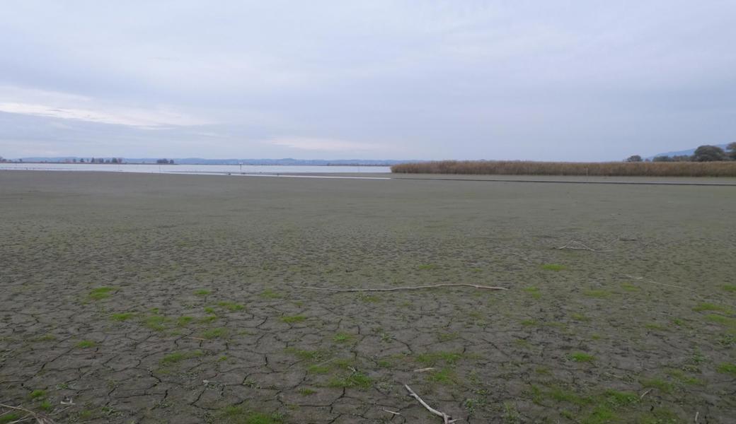 Trotz des Regens in den vergangenen Tagen ist der Seeboden in der Fussacher
Bucht ausgetrocknet, bricht und beginnt sich zu begrünen wie in anderen
Buchten, in denen sich das Seewasser zurückgezogen hat.