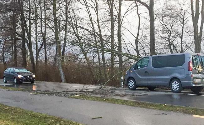 Bäume stürzten auf zwei Autos