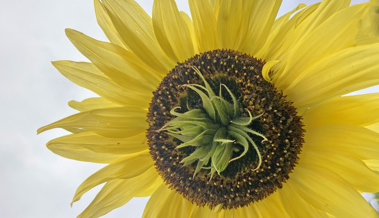 Prolifikation oder, warum eine Sonnenblume plötzlich doppelt blühte
