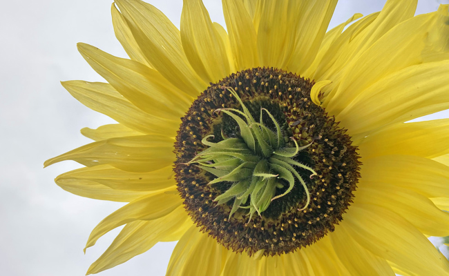 Prolifikation oder, warum eine Sonnenblume plötzlich doppelt blühte