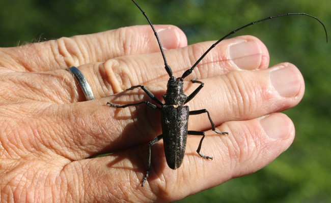 Mit Lebensturm und Fledermauskästen stärkt der Verein die Biodiversität