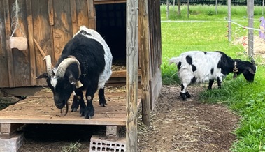 Bernecks Schossenrietstrasse: Tiere am Wegrand, als wär’s ein Zoo