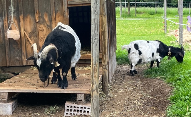 Bernecks Schossenrietstrasse: Tiere am Wegrand, als wär’s ein Zoo