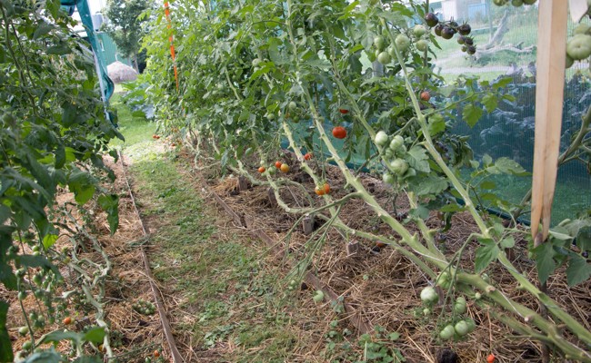 Abhängen statt Köpfen: So bleiben Tomatenpflanzen gesund und tragen länger Früchte
