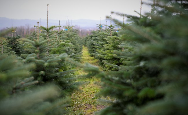 Oh(ne) Tannenbaum: Strafanstalt Saxerriet verzichtet ab sofort darauf, Christbäume anzubauen