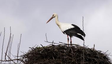 Der Storch steht auf Schnellimbiss