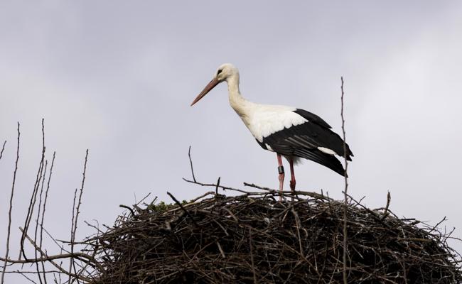 Der Storch steht auf Schnellimbiss