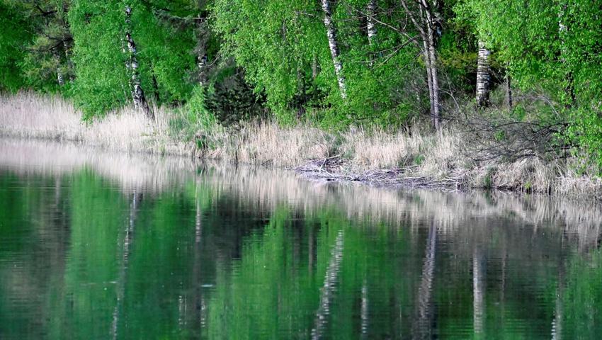 Das Geäst an dieser einen Stelle am oberen Ende des Baggersees dürfte eine Biberburg sein – Schwimmende sollte sich ihr nicht nähern.