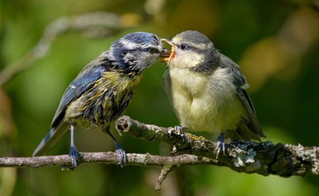 Gartenkurs: So wird der Garten zum Lebensraum für Bienen und Vögel