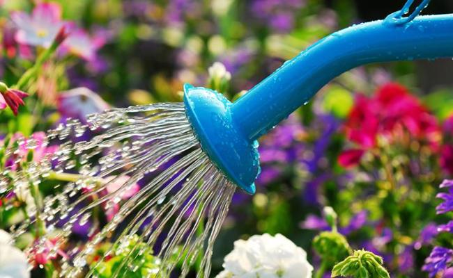 Ein Gartenspaziergang mit einem anderen Fokus