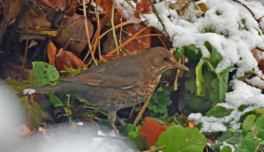 Soll man Vögel im Winter füttern – ja oder nein?