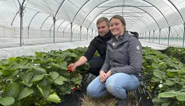 Die Geduld der Erdbeerbauern ist dieses Jahr gefragt, es ist viel zu kalt für die rote Frucht