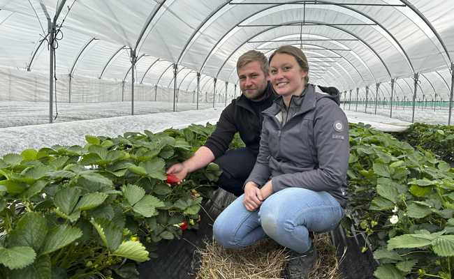 Die Geduld der Erdbeerbauern ist dieses Jahr gefragt, es ist viel zu kalt für die rote Frucht