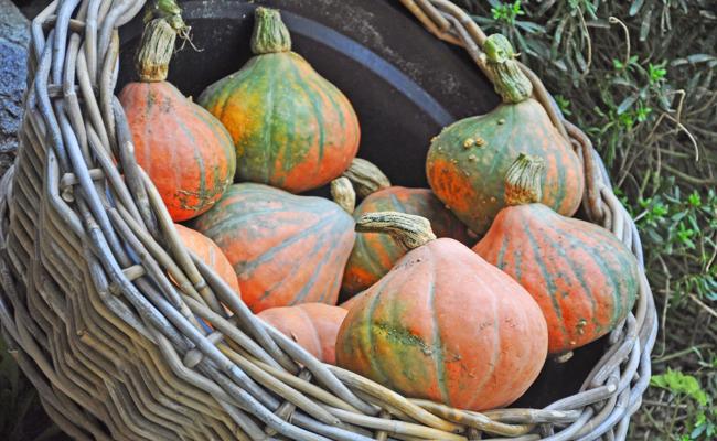 Garten:  Kürbis birgt Überraschungen