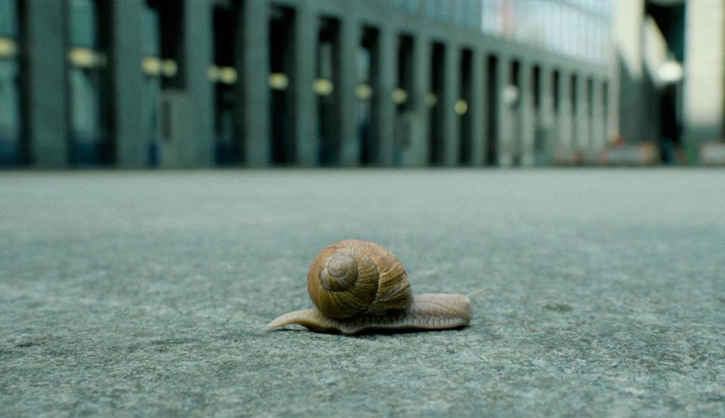 Das Publikum hat keinen Zweifel: In Jan-David Bolts Kurzfilm wird irgendwann irgendjemand auf die gross ins Bild gerückte Schnecke treten.