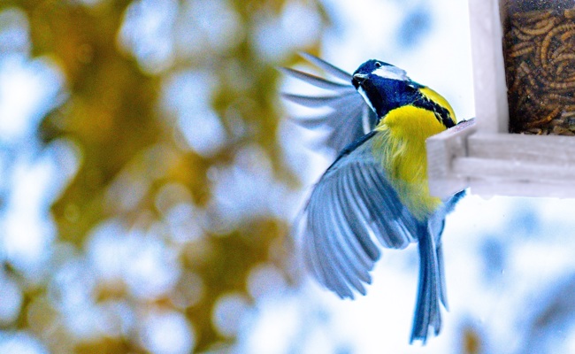 Blaumeise, Amsel und Buchfink fliegen auf billiges Futter – und auf Milch