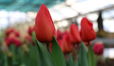 Geschenke zum Valentinstag: Es muss nicht immer eine Rose sein