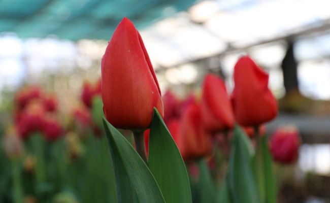 Geschenke zum Valentinstag: Es muss nicht immer eine Rose sein
