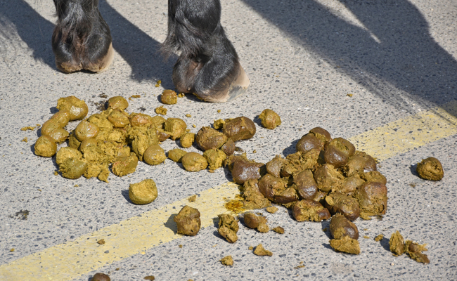 Warten auf den nächsten Regen? Oder: Was tun, damit Rossmist nicht liegen bleibt?