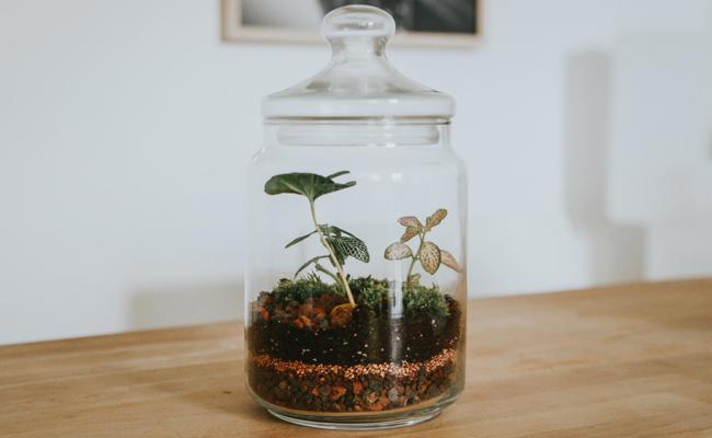 Pflanzen im Glas: So legst du dein eigenes, ewiges Terrarium an