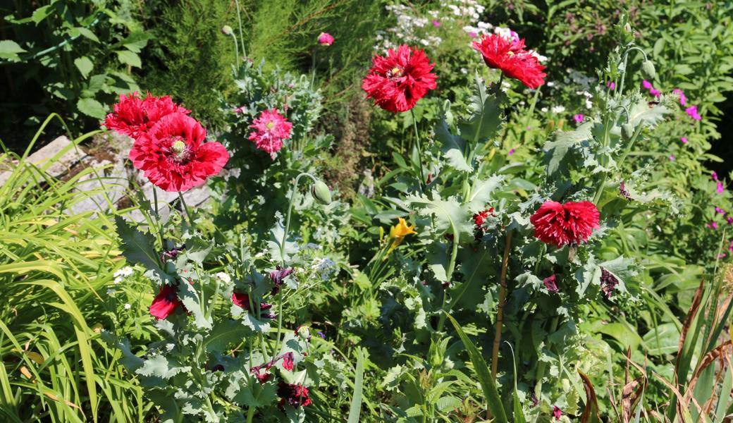 Der Garten, ein blühendes Paradies.