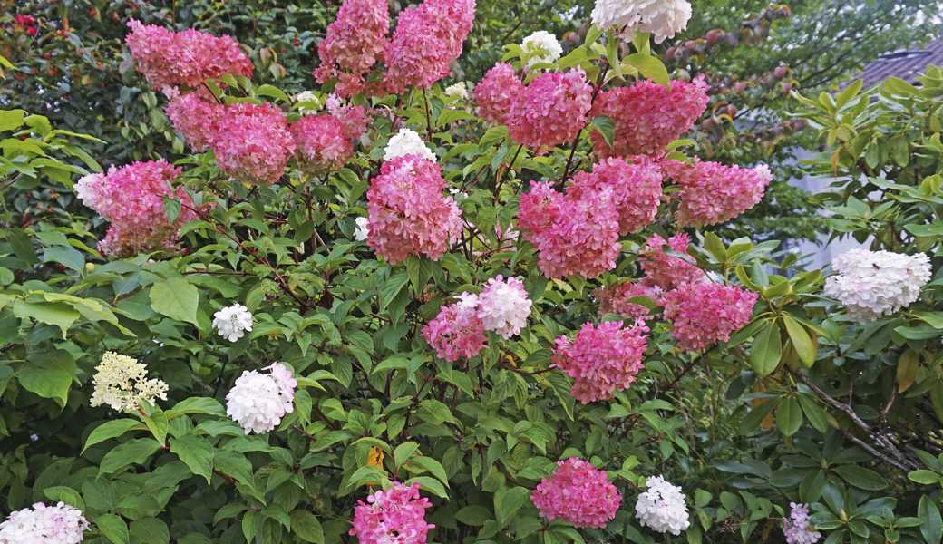 Richtig zurückgeschnittene Hortensien erfreuen uns im Hochsommer mit ihrer Blütenpracht. Hier die Sorte Vanille Fraise. Richtig zurückgeschnittene Hortensien erfreuen uns im Hochsommer mit ihrer Blütenpracht. Hier die Sorte Vanille Fraise.