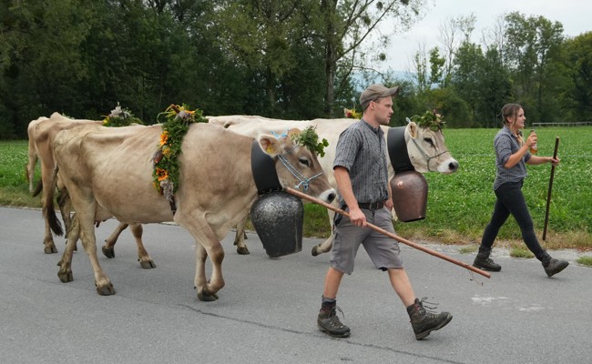 Blumengeschmückt von der Alp zurück: Alpabzug in Oberriet