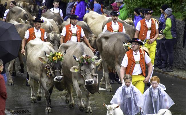422 Tiere an der Oberegger Viehschau