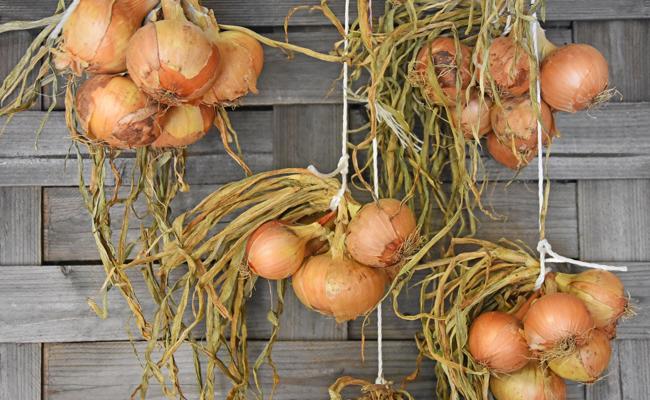 Garten: Die Zwiebelernte planen