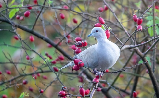 Pro Riet Rheintal bietet wieder Wildpflanzen zum Spezialpreis an